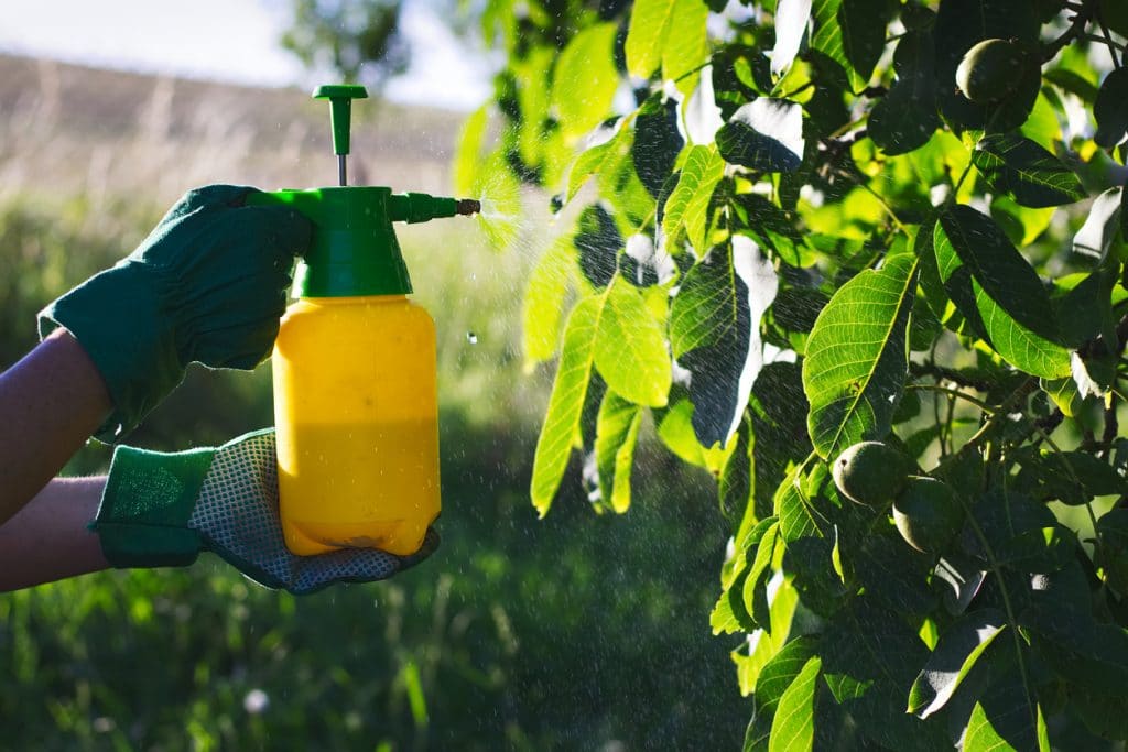 Woman with gloves spraying a leaves of fruit tree against plant diseases.