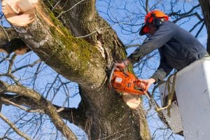 A Tree Surgeon trims trees using a chain saw and a bucket truck
