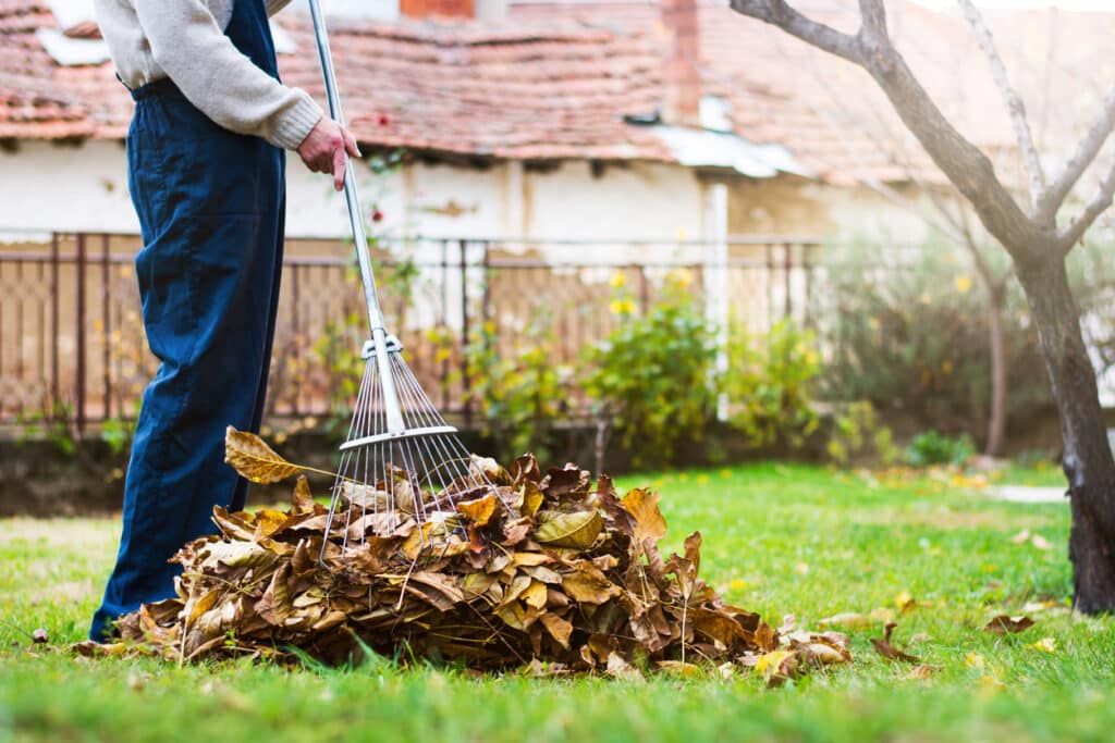 Man collecting fallen autumn leaves in the home yard