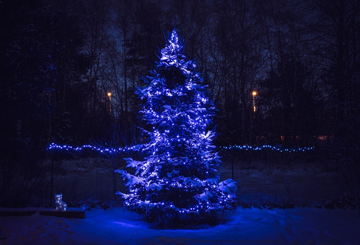 Blue color star effect Christmas decoration lights on spruce tree glowing at night.