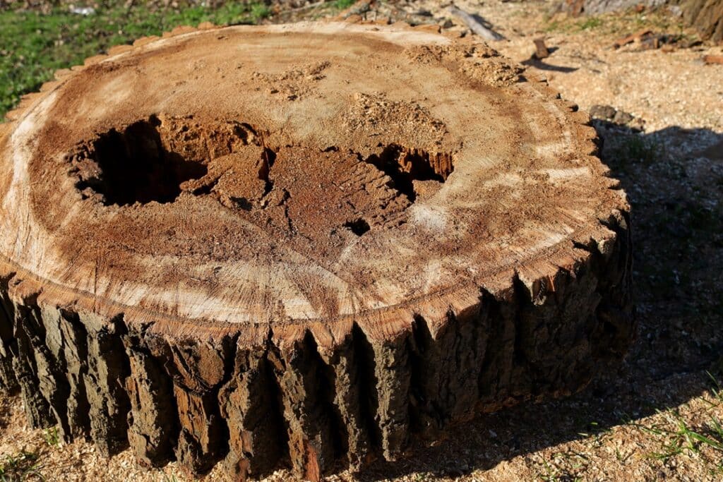 very old tree stump