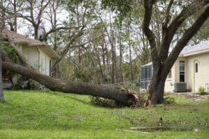 Fallen down big tree