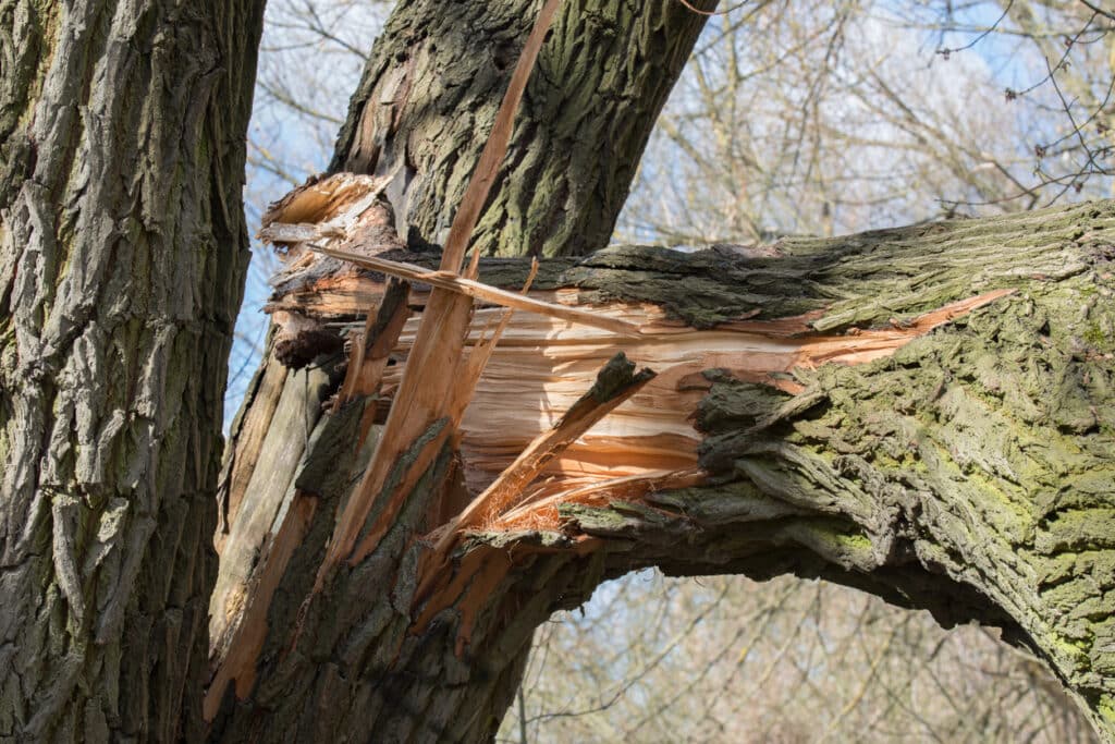 broken fallen trunk